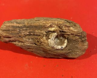 Dug Civil War Bullet In Wood Neat Relic.  Found At Battle Of Ebenezer Church 1864