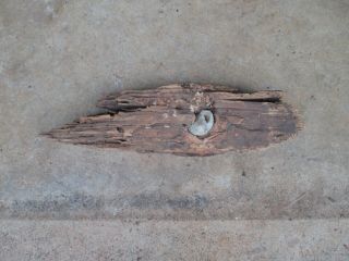 Civil War Dug Relic.  58 Cal Minie Bullet In Wood - Chickamauga,  Georgia 9 "