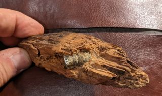 Dug Civil War Bullet In Wood Big Cool Relic