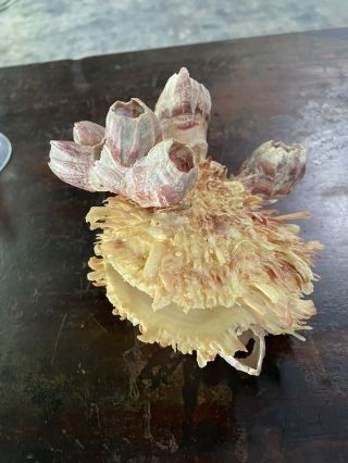 Seashell Spondylus Spiny Oyster Clam Vintage Gorgeous Specimen Barnacles
