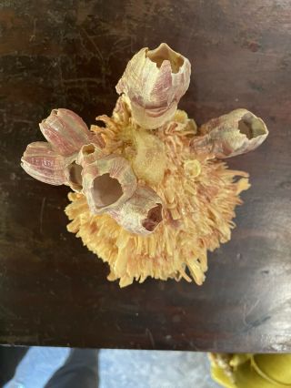 seashell spondylus spiny oyster clam vintage gorgeous specimen Barnacles 2
