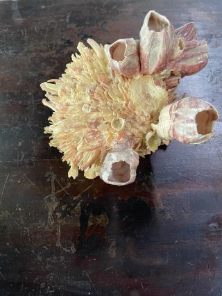 seashell spondylus spiny oyster clam vintage gorgeous specimen Barnacles 3