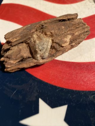 Dug Civil War Bullet In Wood Fired Minie Wilderness Private Land