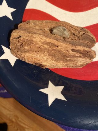 Dug Civil War Bullet In Wood Relic Of Bentonville Nc