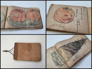 1955s Japanese Artist Sketch Book Vintage Hand Paint Fruits Bamboo Shoots H472