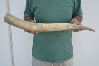 Raw Unfinished Cow Horn Scrimshaw Carving Craft Decor 26 " N