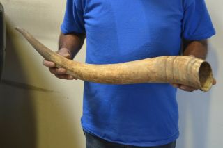 RAW UNFINISHED COW HORN SCRIMSHAW CARVING CRAFT DECOR 26 