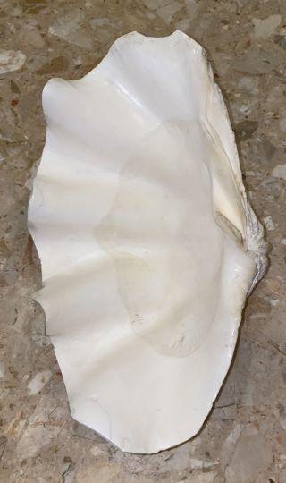 Vintage Large 15x98.  5” Natural Clam Shell Tridacna Gigas Seashell