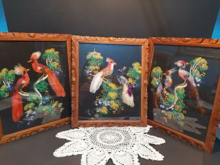 3 Vintage Mexican Feather Art Bird Pictures,  On Black With Carved Frame