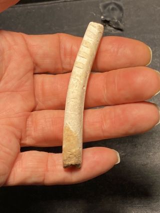 Native American Indain Great Plains Petrified Bone Flute Artifact Arrowhead 2