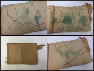 1945s Japanese Artist Sketch Book Vintage Hand Paint Tree Grape Paper H452