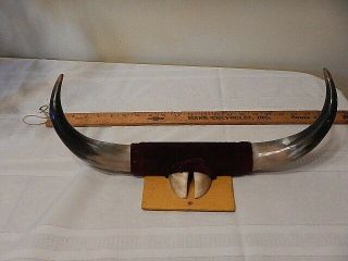 Vintage Small Mounted Steer Horns,  100 Real 17 " Long With Hoof