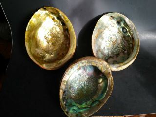3 Large Vintage Red Abalone Shell 8.  25 & 7.  5 & 7 Inches