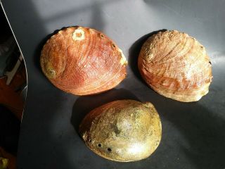 3 Large Vintage Red Abalone Shell 8.  25 & 7.  5 & 7 inches 3