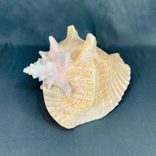 Vintage Large Pink Queen Conch Shell - 9 1/2 Inch Nautical Seashore Beach Decor