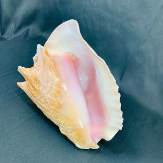 Vintage Large Pink Queen Conch Shell - 9 1/2 Inch Nautical Seashore Beach Decor 2