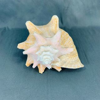 Vintage Large Pink Queen Conch Shell - 9 1/2 Inch Nautical Seashore Beach Decor 3