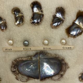 Vintage Cultured Pearl And Shell Life Cycle Display Shadow Box Frame 3