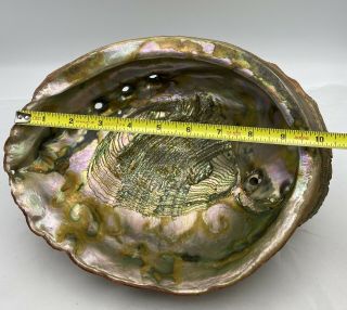 Huge 10.  5 X 8.  75” Vintage Estate 1960’s Red Abalone Shell Gorgeous 4lbs 9oz