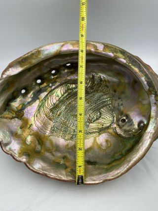 HUGE 10.  5 X 8.  75” Vintage Estate 1960’s Red Abalone Shell GORGEOUS 4lbs 9oz 2