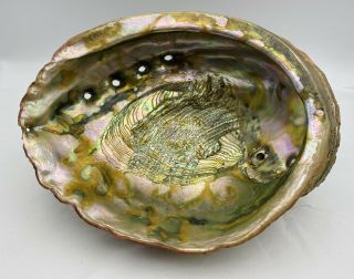 HUGE 10.  5 X 8.  75” Vintage Estate 1960’s Red Abalone Shell GORGEOUS 4lbs 9oz 3