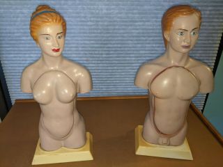 Vintage Human Torso Female And Male