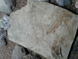 Native American Arrowheads,  Fossils, 3