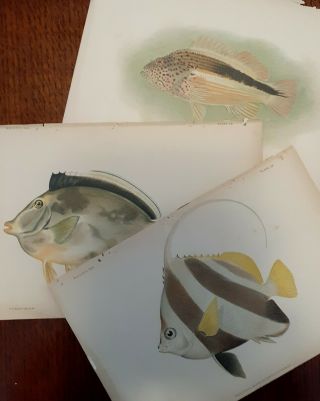 Three 1903 Lithographs From Aquatic Resources Of The Hawaiian Islands