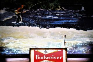 Vintage MUSEUM QUALITY 1950s Budweiser Beer Lighted Sign Trout Fly Fishing 2