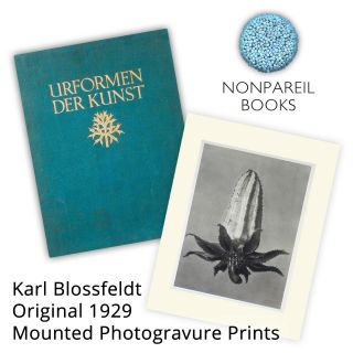 Karl Blossfeldt (urformen Der Kunst) 1929 Mounted Photogravure Prints