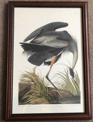 Audubon’s Birds Of America ‘great Blue Heron’ Framed Print.  Wildlife Art.  Vintage
