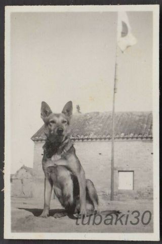 Tu3 Ww2 Japan Army Photo Military Dog Under Flag In China Base 1940