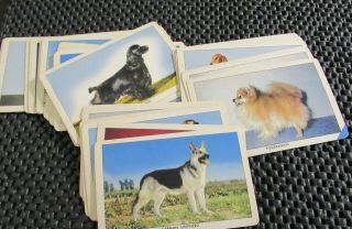 Set Of 35 Dog Picture Cards - Orange Crush 6 - Bottle Carton Promo