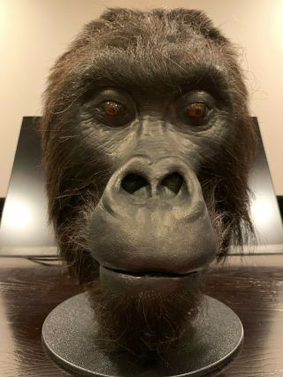 Gorilla,  Chris Baer,  Punched Hair,  Foamed,  Not Distortions,  Don Post,  Death Studio