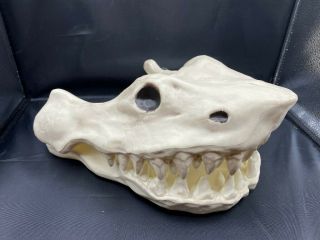 Crazy Bonez By Seasons 11 " Shark Skull Skeleton Head Prop Plastic