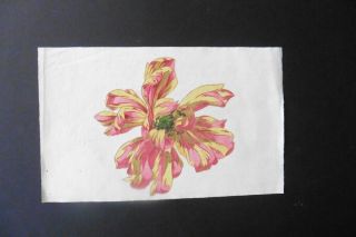 French School Ca.  1800 - Study Of A Flower - Refined Watercolor