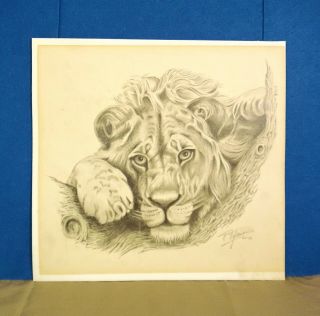 Vintage Pencil Drawing Of A Lion - Signed T.  Tysman