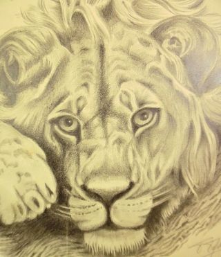 Vintage Pencil Drawing of a Lion - Signed T.  Tysman 2