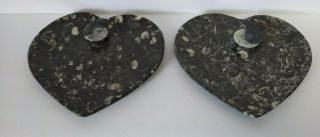 Set of 2 Orthoceras Ammonite Fossil Heart Plates Morocco 8 inch x 7.  75 inch 2