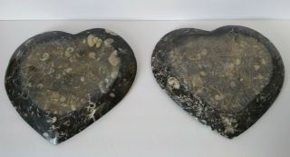 Set of 2 Orthoceras Ammonite Fossil Heart Plates Morocco 8 inch x 7.  75 inch 3