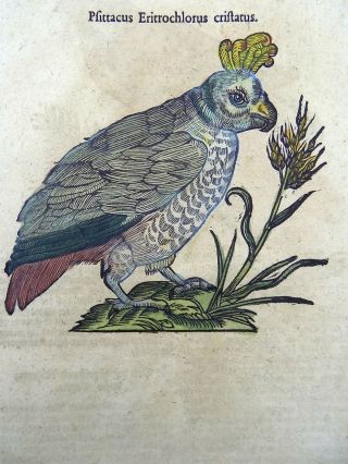 1669 Parrot Psittacus - Conrad Gesner Folio With 2 Woodcuts Hand Colored