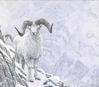 Robert Bateman - White World Dall Sheep - Professionally Framed With