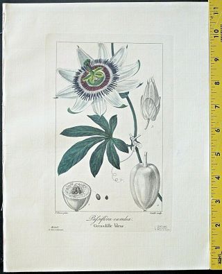 Bessa,  P.  Flore Des Jardiniers,  Passiflora Coerulea,  Handc.  Engraving,  Ca.  1836