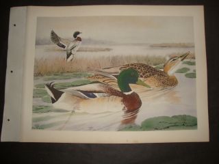 Rex Brasher Hand Colored Folio Bird Print 1930: Mallard 132
