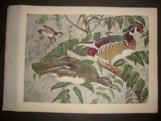 Rex Brasher Hand Colored Folio Bird Print 1930: Wood Duck.  144