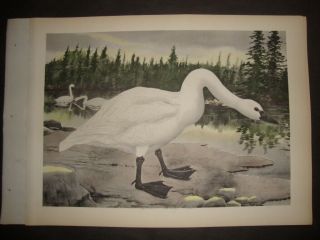 Rare Rex Brasher Hand Colored Folio Bird Print 1930: Trumpeter Swan 181