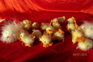 21 Little Easter Chicks 19 Yellow 2 White & Fuzzy 2 1/2 "