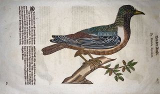 1669 Blackbirds - Conrad Gesner Folio - With 4 Woodcuts Hand Coloured