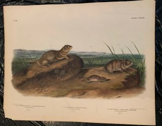 John James Audubon/bowen Imperial Folio Quadruped,  Oregon Meadow Mouse