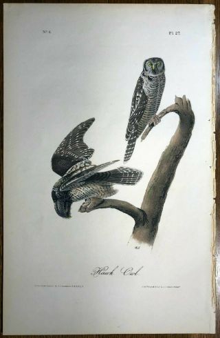 Audubon.  Octavo 1st Ed Print " Hawk Owl " Plate 27